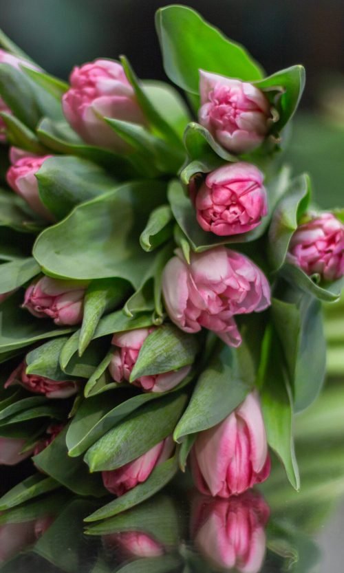 Моно з тюльпанів  064