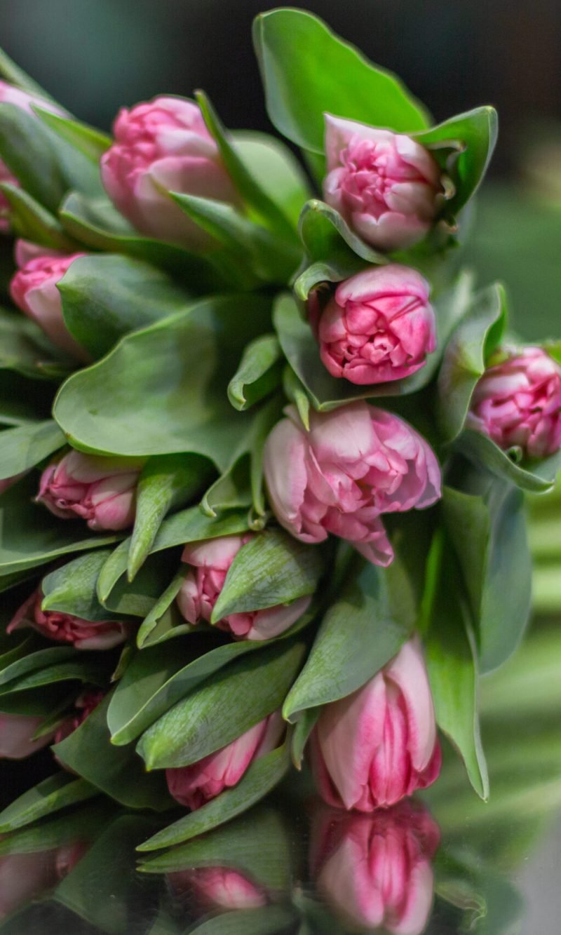 Моно з тюльпанів  064