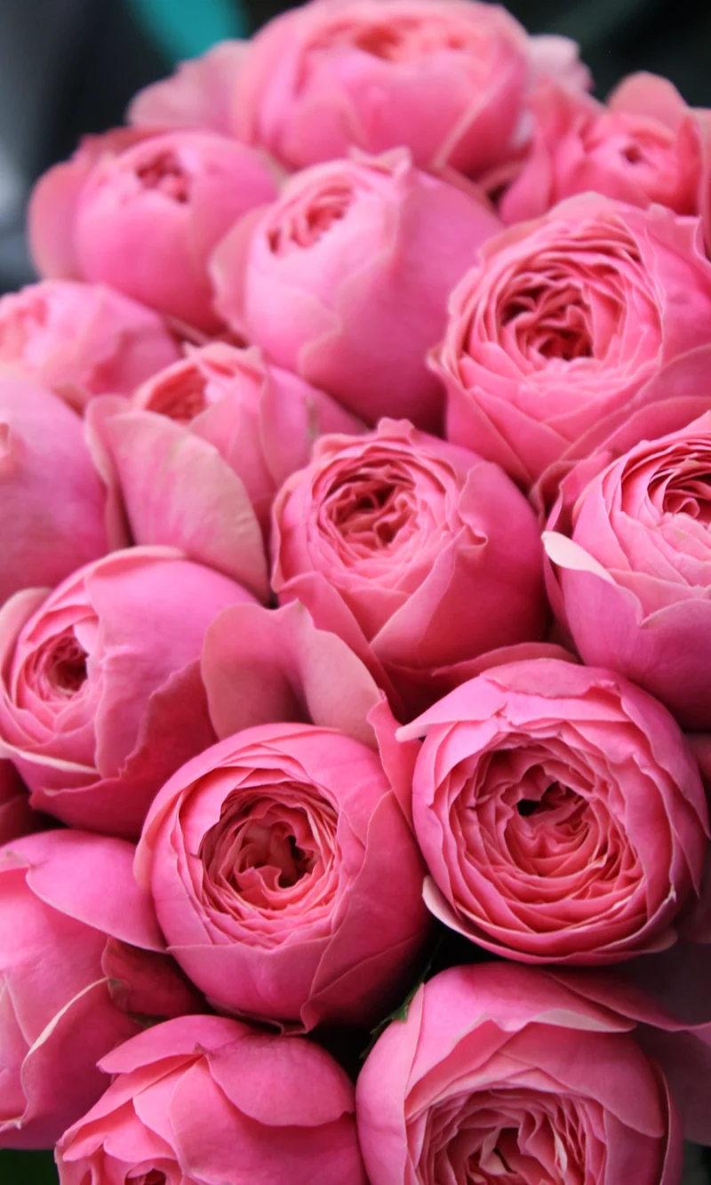 Моно піоновидних троянд Pink 087