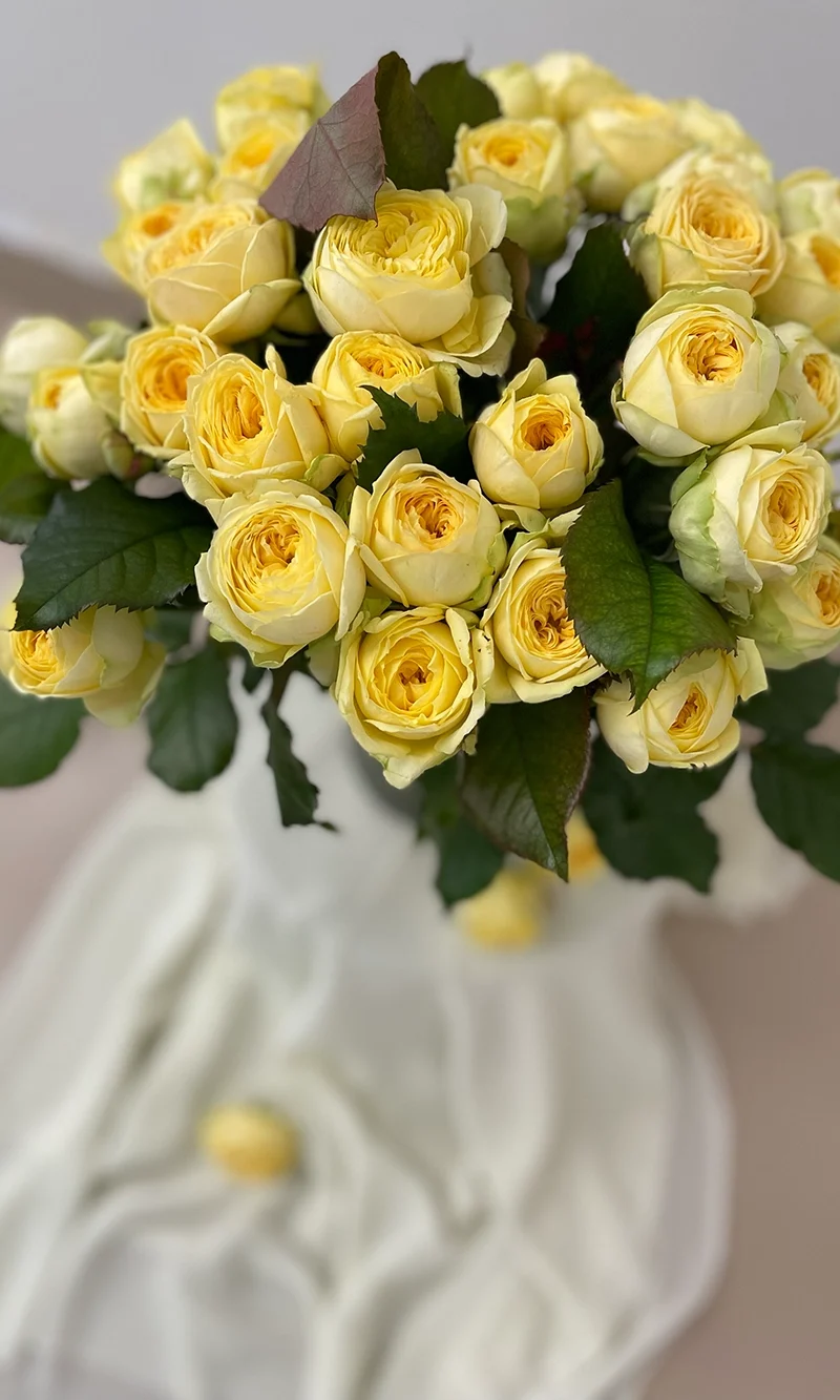 Моно піоновидних троянд 088